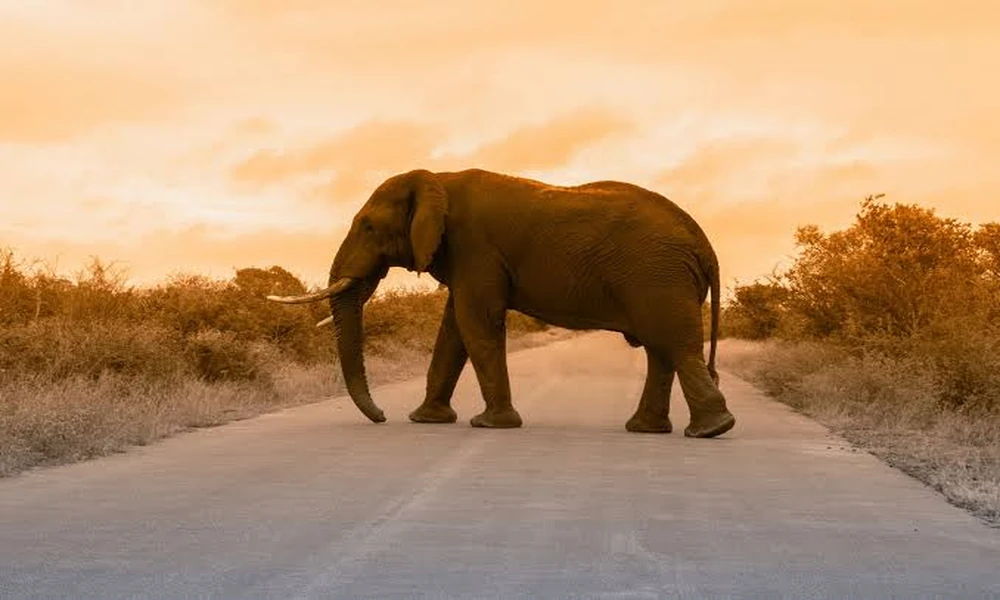 Essential Things to Consider Before Visiting an Elephant Sanctuary